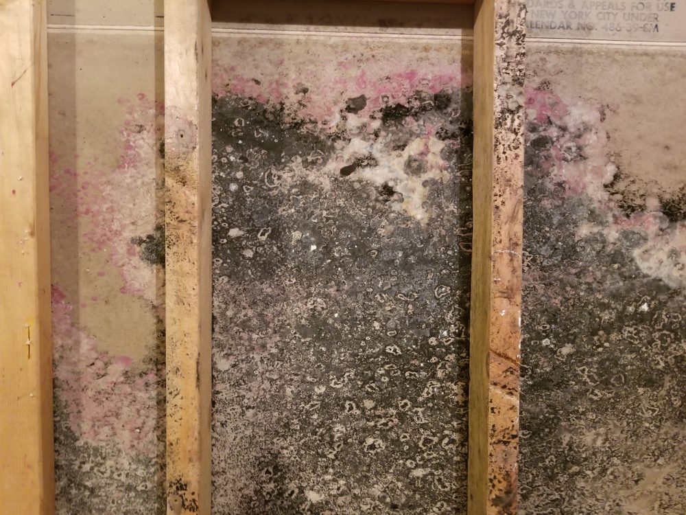 Professional mold removal Austin TX