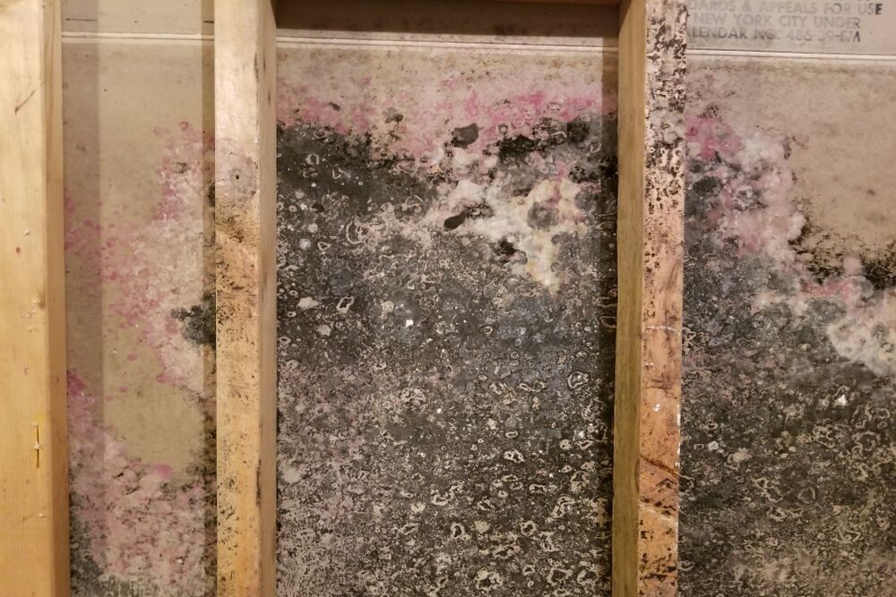 Mold growth inside wall cavity